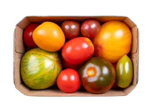 Fresh and ripe tomatoes of various varieties, colors, and sizes in a cardboard punnet. Varieties of the plant Solanum lycopersicum, whose fruits are edible berries and are eaten as vegetables. Photo