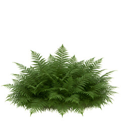 Photo of a Green Fern Bush Isolated on White Background Illustration