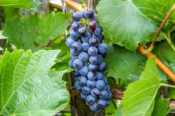 Ripe blue grapes in a vineyard. Natural bunch of grapes with leaves