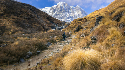 Annapurna base camp trek with a trekker hiking up the grassland trail towards snow clad himalayan mountain