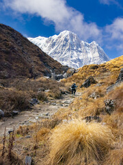 Annapurna base camp trek with a trekker hiking up the grassland trail towards snow clad himalayan mountain