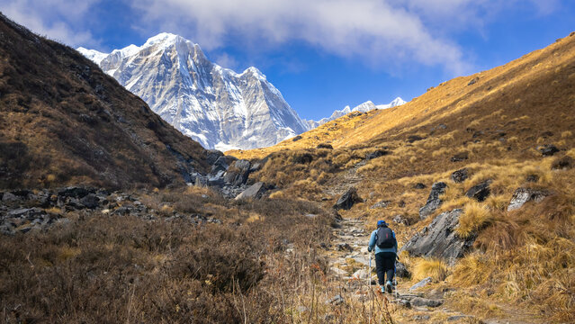 Annapurna base camp trek with a trekker hiking up the grassland trail towards snow clad himalayan mountain