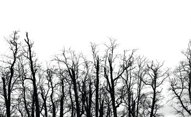 Silhouette of bare trees with branches isolated on white. Black and white vector illustration
