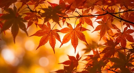 Fototapeta premium Autumnal Maple Leaves Illuminated by Warm Sunlight, Creating a Beautiful Scene