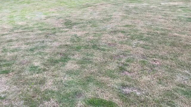 Uneven dry lawn with mower marks and bumpy patchy surface, yellow grass showing textured lines after mowing, captured in a slow left-to-right horizontal panning shot.