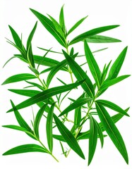 Obraz premium Aromatic Tarragon Delight: Fresh Culinary Herb Sprigs on a Clean White Backdrop