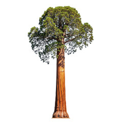 Giant sequoia tree isolated on transparent background