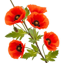 Naklejka premium Vibrant red poppies on a stem isolated on transparent background