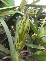 Obraz premium Young Dragon Fruit Bud Growing on Cactus Stem in Garden