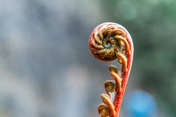 Macro close-up of a young fern frond curled in a spiral shape, symbolizing growth and new beginnings. Perfect for concepts of nature, botany, balance, zen, and natural patterns.