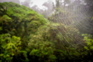 Spider web with a jungle background a Mistico La Fortuna