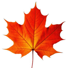 Obraz premium Maple leaf autumn color, isolated white and transparent background.