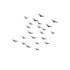 Birds changing direction like seasons