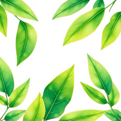 green leaves on white background