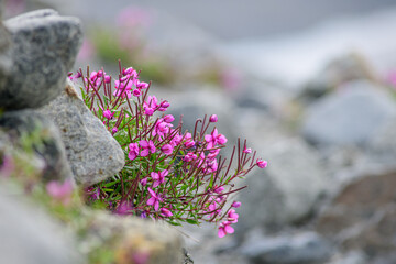 Flowering among mountain stones