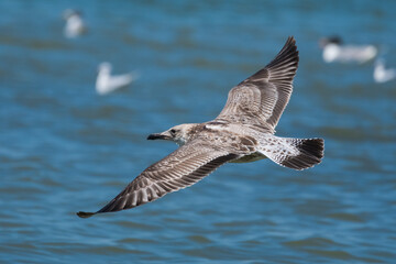 A Juvenile Seagull is Gracefully Flying above Danube on a Warm Summer Morning