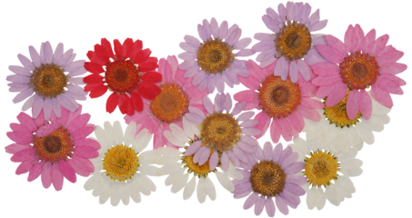 Pressed purple, white, red and pink daisy flowers