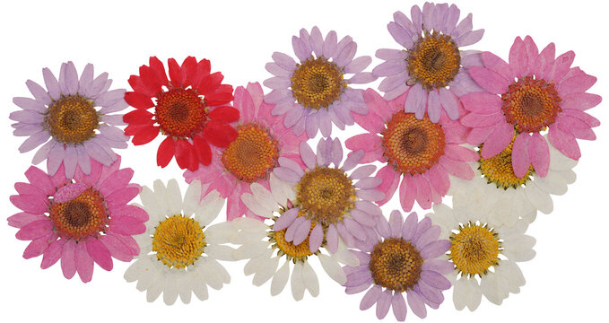Pressed purple, white, red and pink daisy flowers
