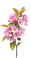 Obraz premium Isolated Pink Blossoms on Branch Illustration on Transparent Black Background