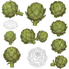 Realistic Artichoke Collection On Transparent Background Illustration