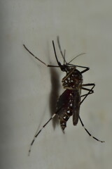 Mosquito.