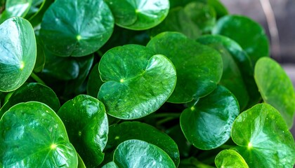 Close-up view of vibrant green, round leaves arranged densely, displaying a healthy, lush appearance.