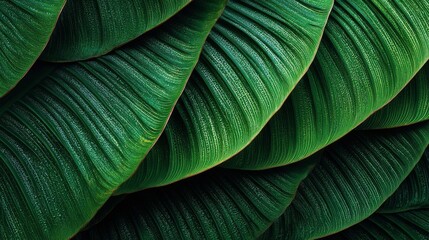 Obraz premium Dark Green Tropical Leaves Texture Background
