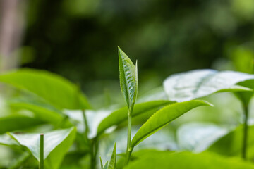 Green tea tree leaves fresh Tree tea plantations, Green tea tree leaves field young tender bud herbal Green tea tree, Close up green tea tree leaves.