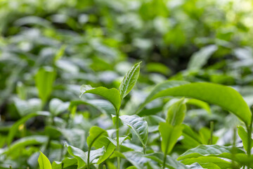 Green tea tree leaves fresh Tree tea plantations, Green tea tree leaves field young tender bud herbal Green tea tree, Close up green tea tree leaves.