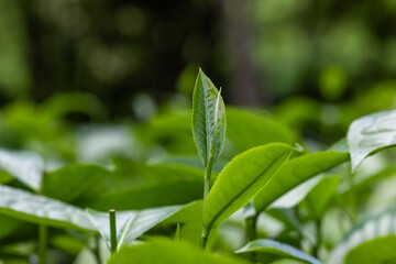 Green tea tree leaves fresh Tree tea plantations, Green tea tree leaves field young tender bud herbal Green tea tree, Close up green tea tree leaves.
