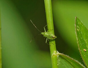 Close-up of a small green insect on a plant stem