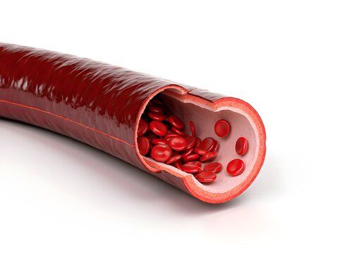 Vascular Health & Blood Circulation: Key Terms, Concepts, and Health Insights