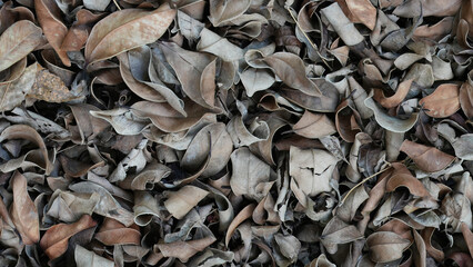 A close-up background of dried fallen leaves scattered on the ground. The leaves are curled, textured, and layered, creating an organic, natural pattern in muted brown and earthy tones.