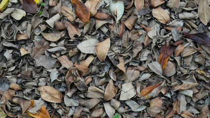 A close-up background of dried fallen leaves scattered on the ground. The leaves are curled, textured, and layered, creating an organic, natural pattern in muted brown and earthy tones.