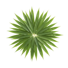 Fototapeta premium Green starburst plant leaves isolated on transparent background