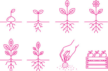 Seedling Growth Stages Outline, Hand Planting Seed, Apples in Crate Pink on White
