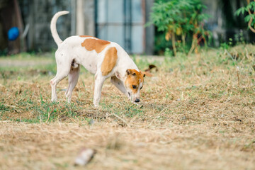 Dog sniffing the ground in a field during the daytime