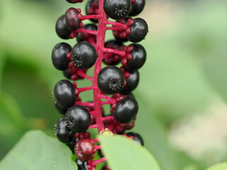 ヨウシュヤマゴボウの成熟果