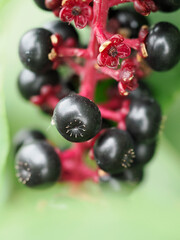 ヨウシュヤマゴボウの成熟果