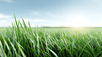 Fototapeta premium Lush green grass blades sway gently in the breeze under a clear blue sky, capturing the essence of nature's beauty.