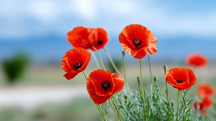 Obraz premium Vibrant red poppy flowers bloom in a field, showcasing their delicate petals against a serene blue sky, evoking beauty and tranquility.