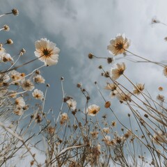 Fototapeta premium low angle shot of delicate meadow flowers blooming towards sky in soft light concept of spring growth seasonal beauty and natural background business