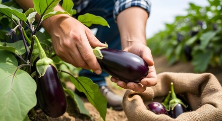 Farmer collecting fresh eggplants into a burlap sack during harvest