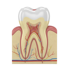 Detailed anatomical cross section of a human molar tooth isolated on transparent background