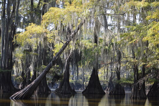 Caddo Lake state park Texas