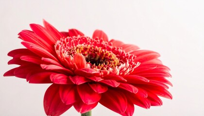 Vibrant Red Gerbera Closeup.