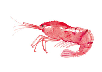 えび　水彩イラスト