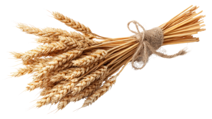 Bunch of golden wheat tied with twine, isolated on white background