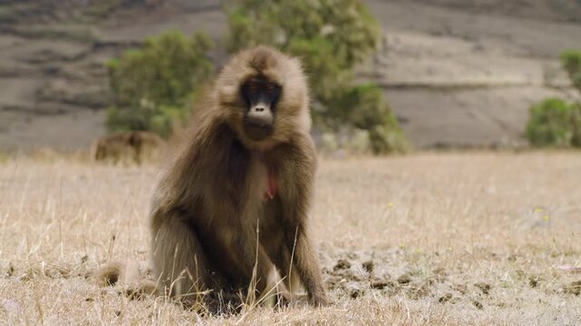 A Gelada Monkey Feeding In The Grass In Simien Mountains National Park, Ethiopia - Close Up