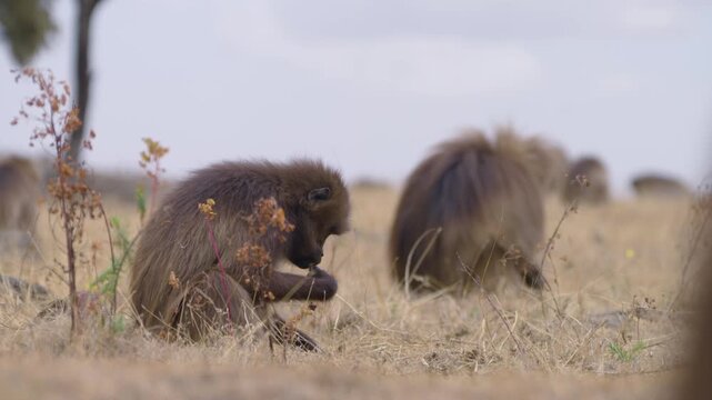 Gelada Monkeys Foraging For Food In Simien Mountains National Park, Ethiopia - Close Up